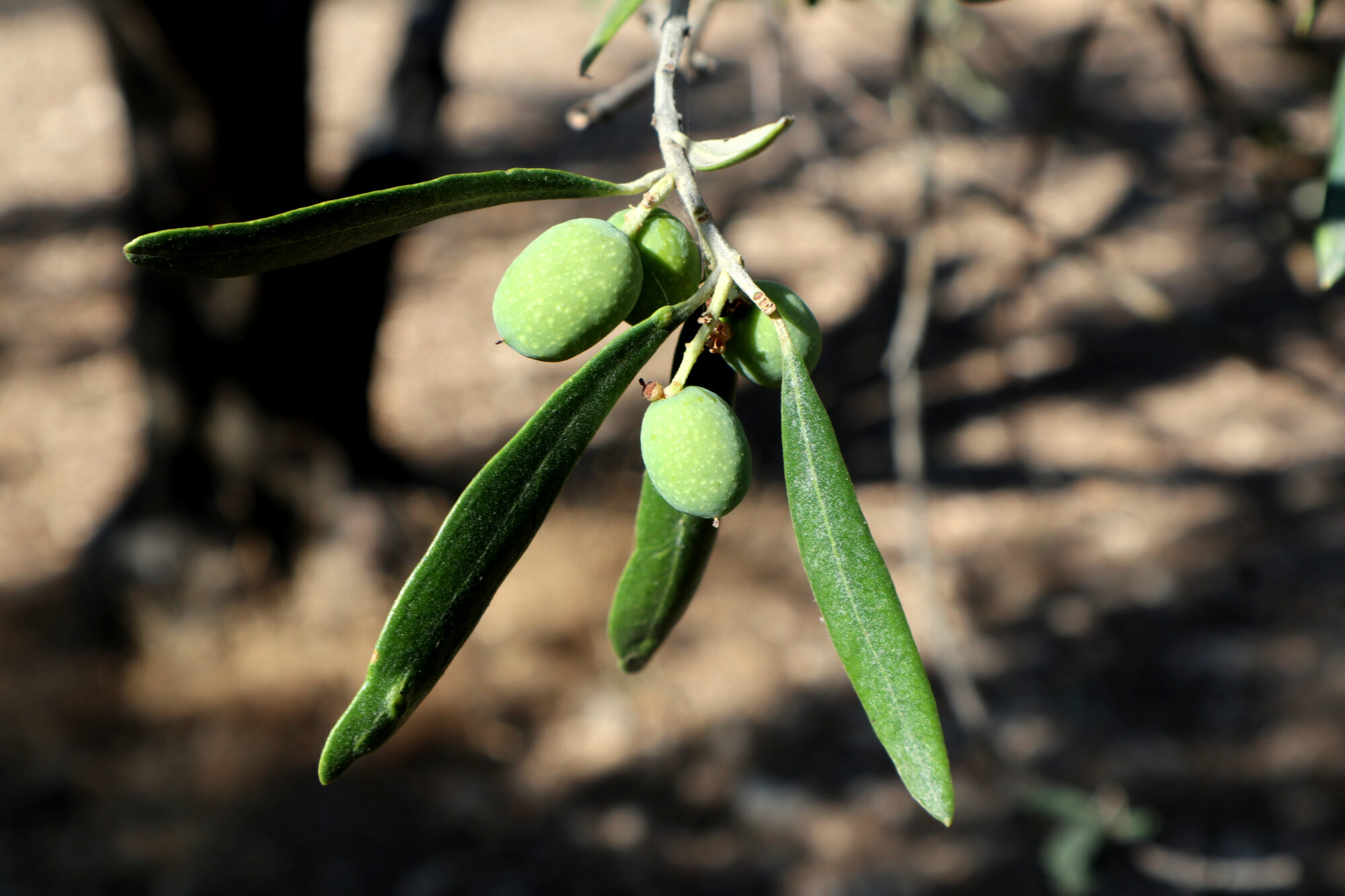 Geschichte der Olive: Ein Olivenzweig mit grünen Früchten.